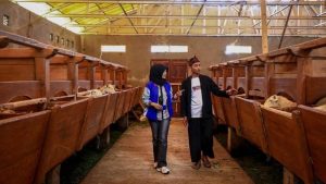 KUR BRI: Ratusan Ribu UMKM Terbang Tinggi!