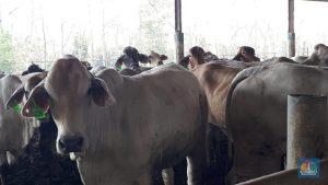 MBG Jadi Berkah? Bos Emiten Daging Ungkap Efeknya!
