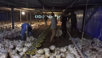 Biang Kerok Harga Ayam Hidup Anjlok: Apa Penyebabnya dan Dampaknya bagi Peternak