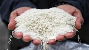 Ancaman Penurunan Produksi Beras hingga Juli Guncang Ketahanan Pangan Nasional