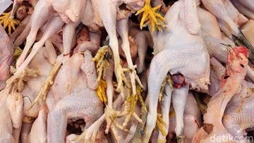Harga Ayam Anjlok Jadi Rp 35.000/Kg, Penyebab Utama Mengguncang Pasar