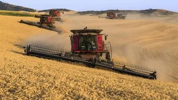 Masa Depan Pangan Global Terancam: Produksi Gandum Dunia Diramal Merosot Gegara Cuaca Ekstrem